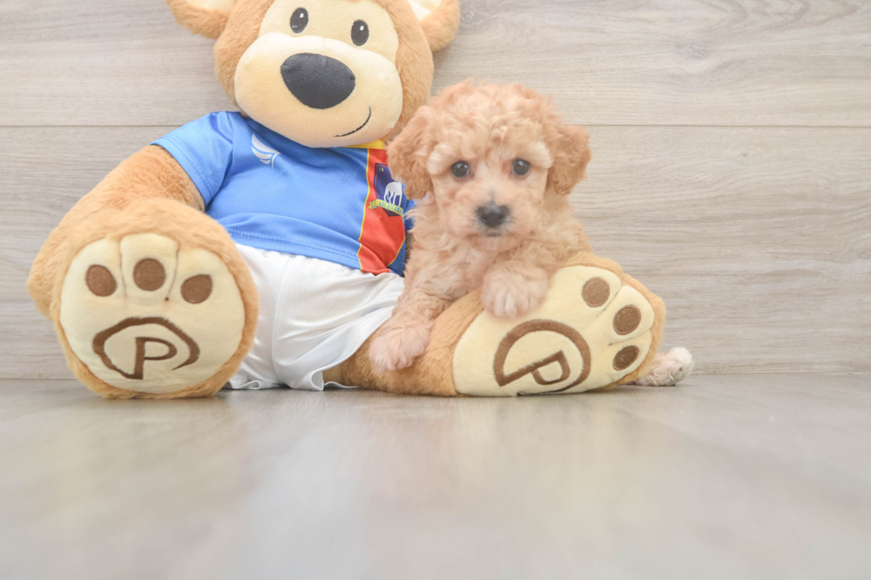 Poochon Pup Being Cute