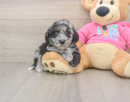 7 week old Poochon Puppy For Sale - Premier Pups