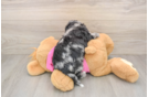 Cute Poochon Baby