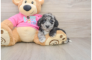 Little Bichpoo Poodle Mix Puppy