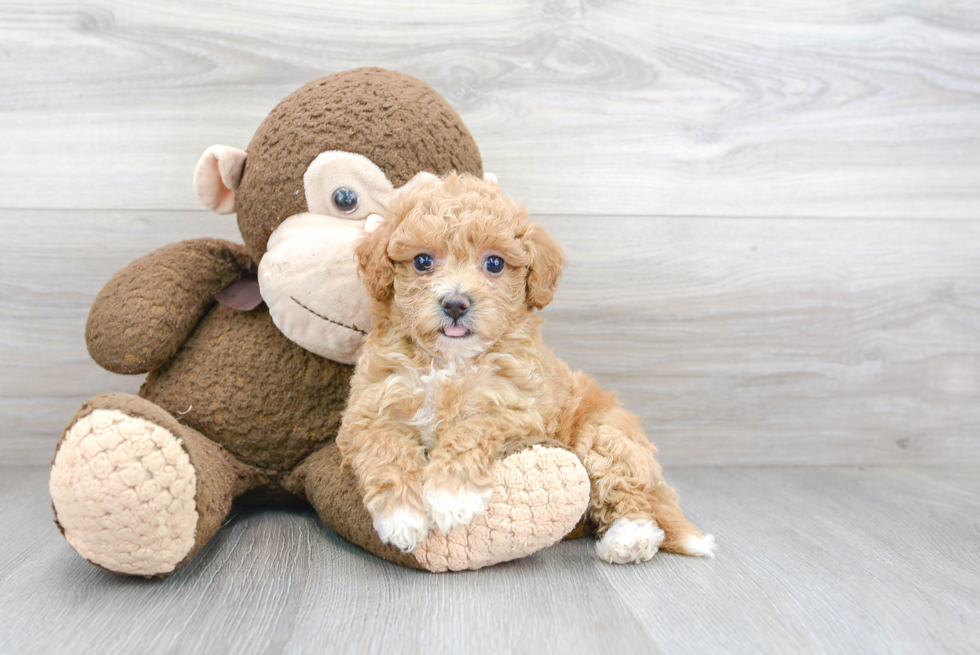 Poochon Puppy for Adoption