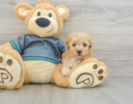 6 week old Poochon Puppy For Sale - Premier Pups