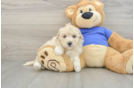 Petite Poochon Poodle Mix Pup