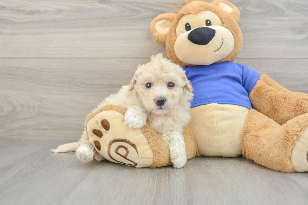 Petite Poochon Poodle Mix Pup