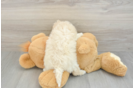 Best Poochon Baby