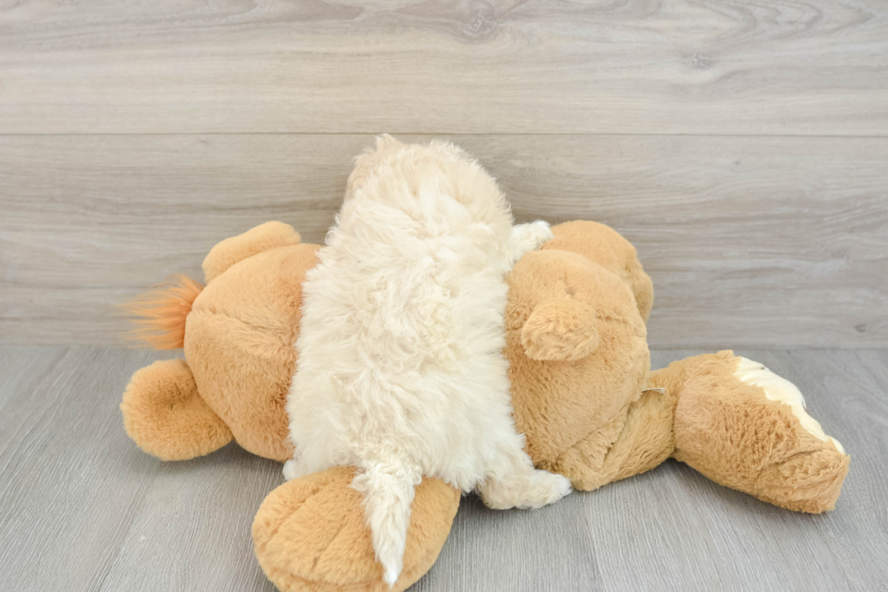 Best Poochon Baby