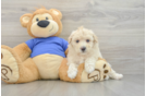 Energetic Bichpoo Poodle Mix Puppy