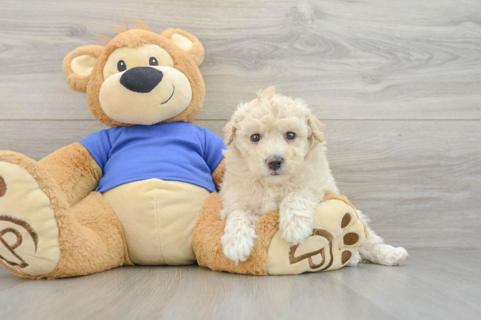 Energetic Bichpoo Poodle Mix Puppy
