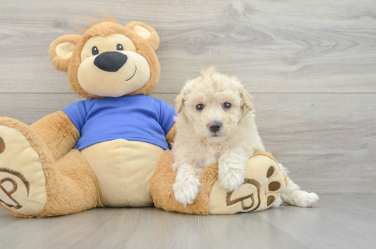 Energetic Bichpoo Poodle Mix Puppy