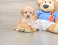 8 week old Poochon Puppy For Sale - Premier Pups