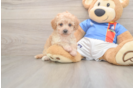 Little Bichpoo Poodle Mix Puppy