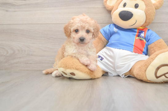 Little Bichpoo Poodle Mix Puppy