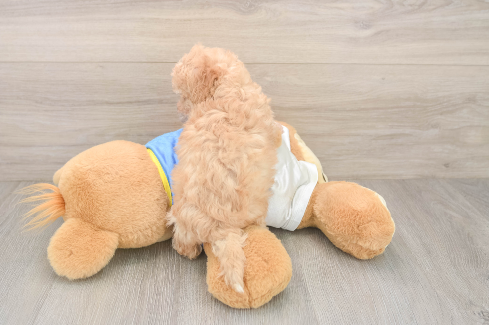 Poochon Pup Being Cute