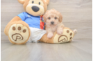 Best Poochon Baby