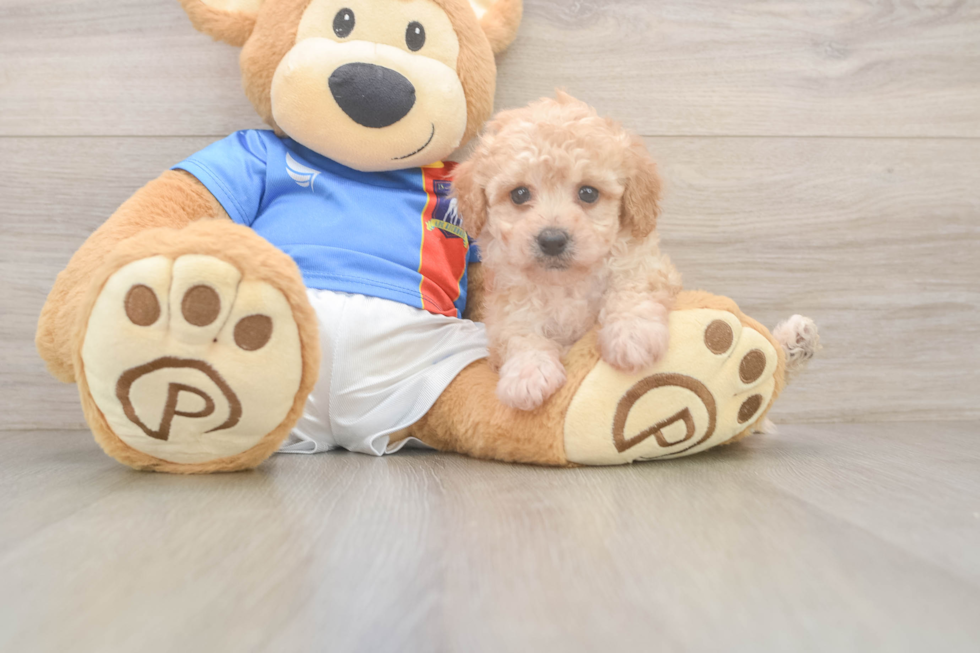 Best Poochon Baby