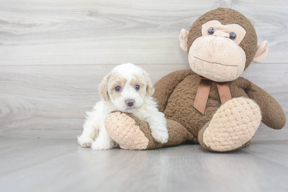 Energetic Bichpoo Poodle Mix Puppy