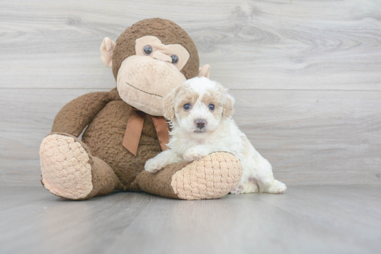 Petite Poochon Poodle Mix Pup