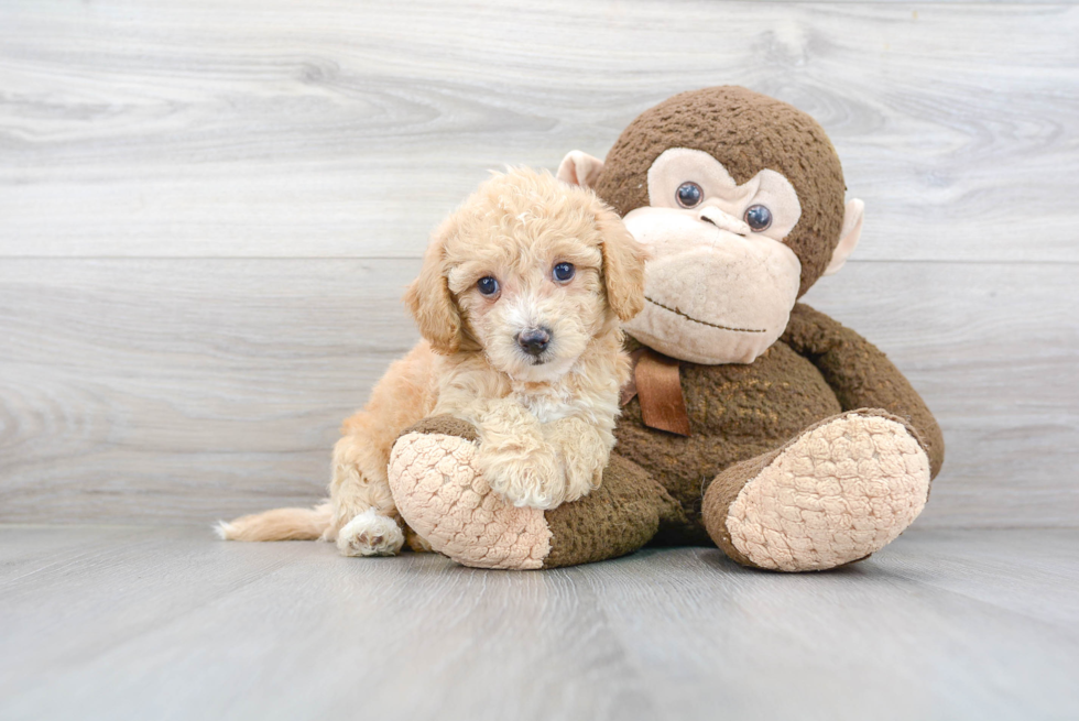 Smart Poochon Poodle Mix Pup