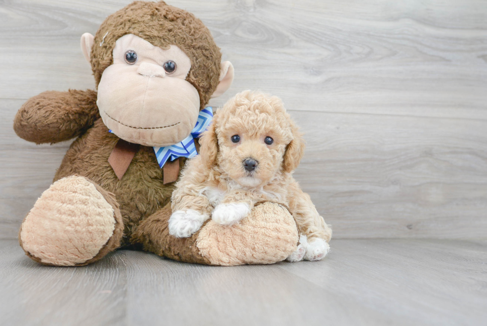 Petite Poochon Poodle Mix Pup