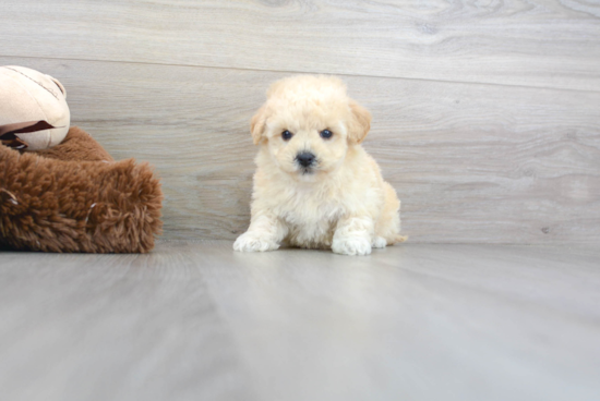 Fluffy Poochon Poodle Mix Pup