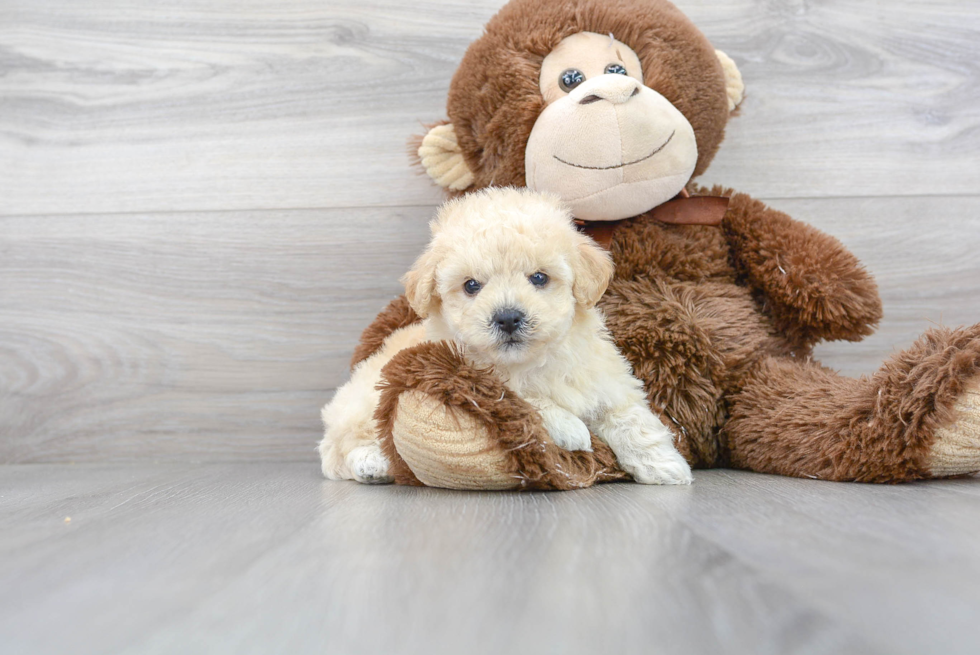 Smart Poochon Poodle Mix Pup