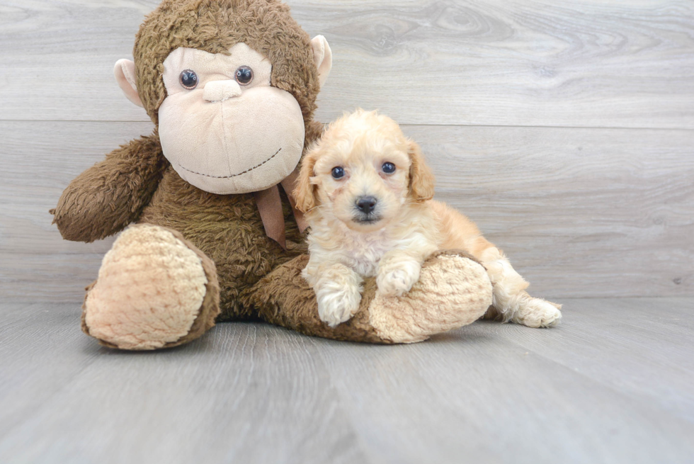 Hypoallergenic Bichpoo Poodle Mix Puppy