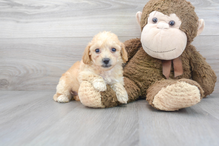 Little Bichpoo Poodle Mix Puppy