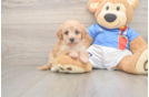Poochon Puppy for Adoption