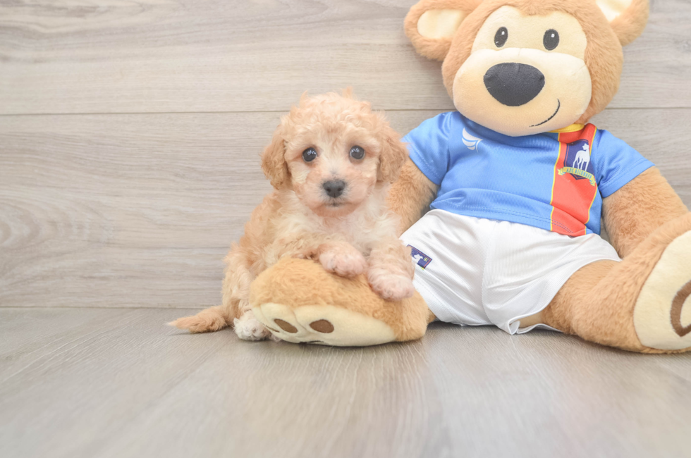 5 week old Poochon Puppy For Sale - Premier Pups