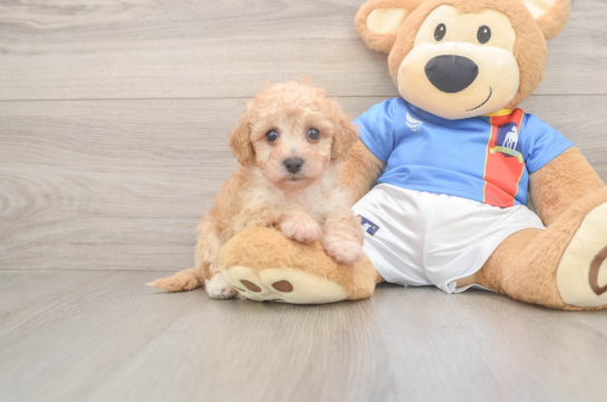 Poochon Puppy for Adoption