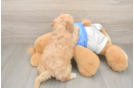 Best Poochon Baby