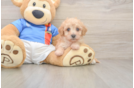 Poochon Puppy for Adoption