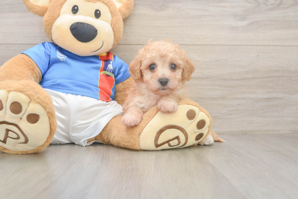 Poochon Puppy for Adoption