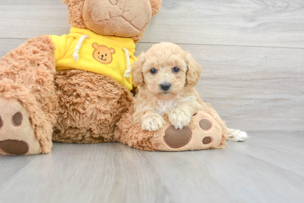 Poochon Pup Being Cute