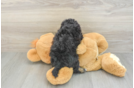 Poochon Pup Being Cute