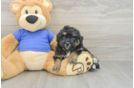 Popular Poochon Poodle Mix Pup
