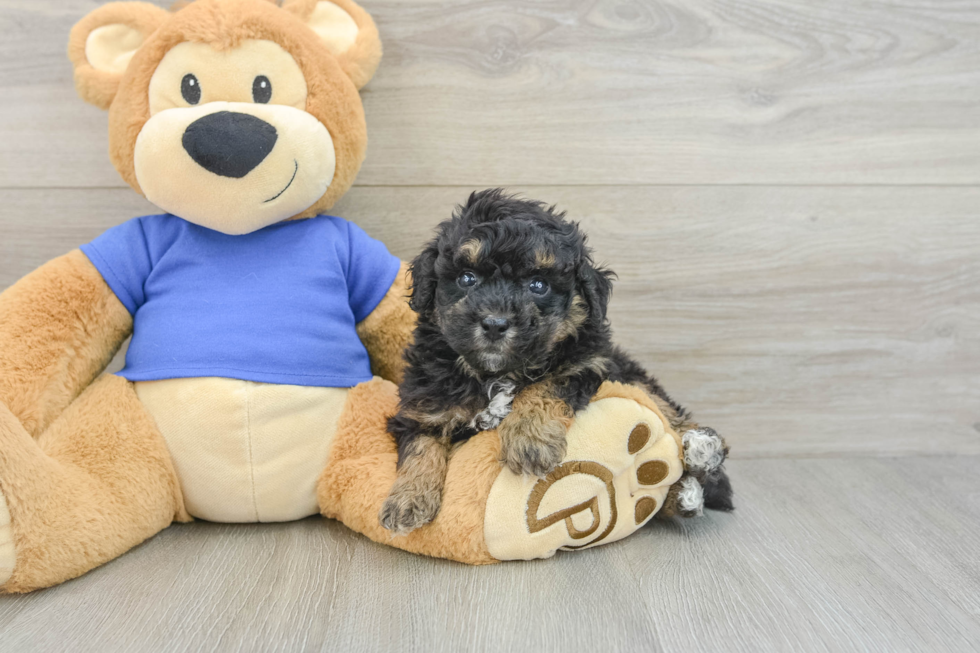Popular Poochon Poodle Mix Pup