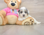 6 week old Poochon Puppy For Sale - Premier Pups