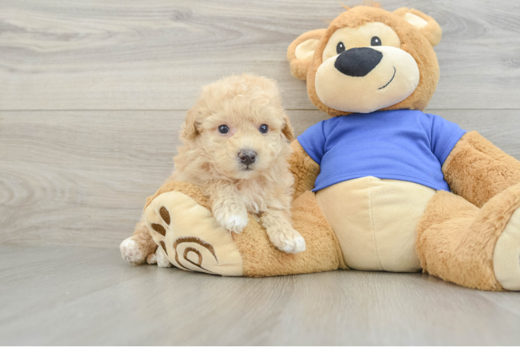 Petite Poochon Poodle Mix Pup