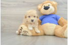 Petite Poochon Poodle Mix Pup