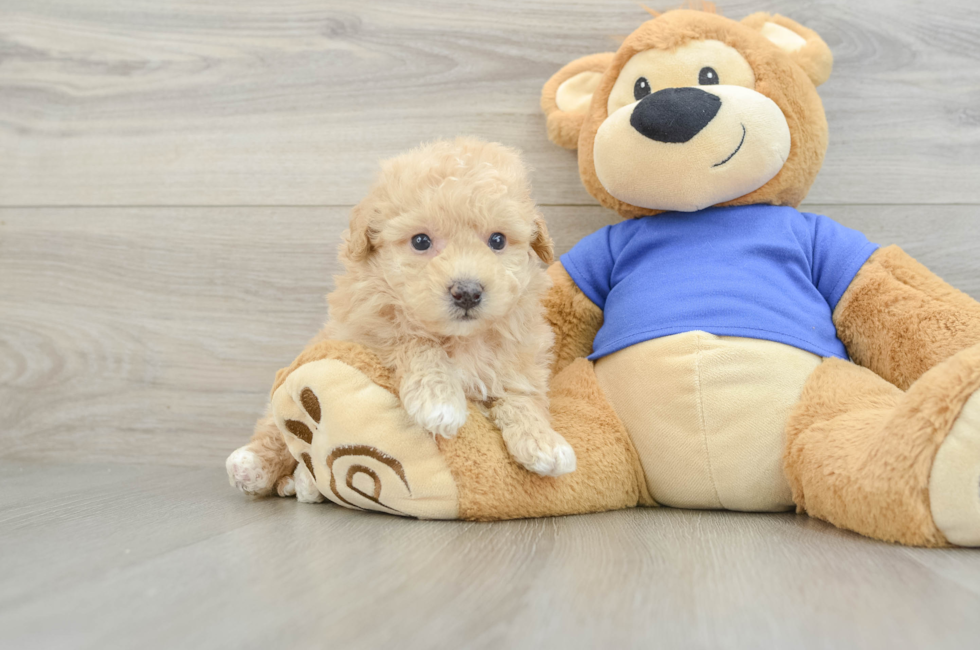 5 week old Poochon Puppy For Sale - Premier Pups