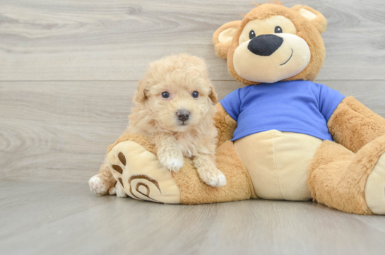 Petite Poochon Poodle Mix Pup