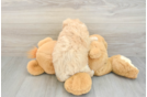 Hypoallergenic Bichpoo Poodle Mix Puppy