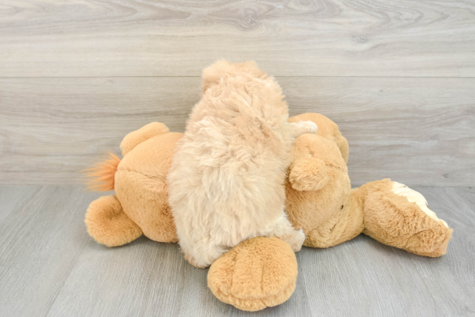 Hypoallergenic Bichpoo Poodle Mix Puppy