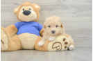 Best Poochon Baby