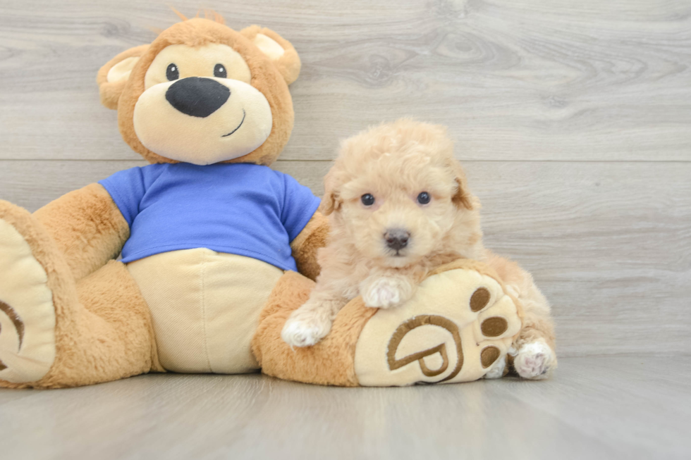 Best Poochon Baby