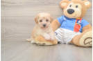 Poochon Pup Being Cute
