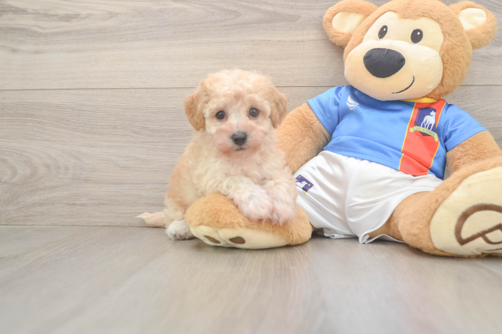 Poochon Pup Being Cute