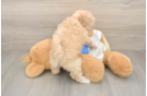 Fluffy Poochon Poodle Mix Pup