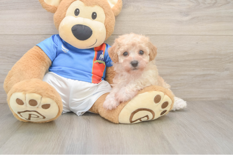 Poochon Pup Being Cute